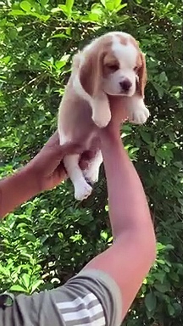 ⁣cutiest  puppy
