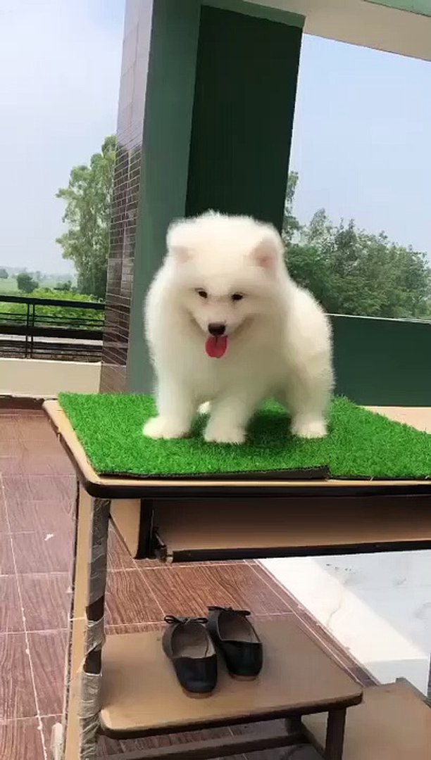 ⁣PUPPY PLAYING