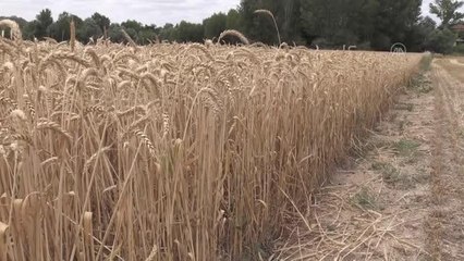 Hububat hasadıyla birlikte saman mesaisi de başladı