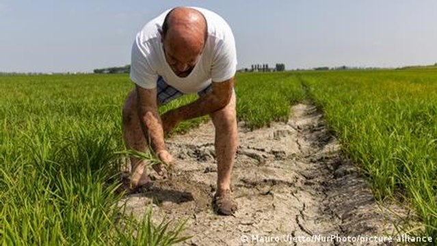 Italy: Historic drought strikes rice farms