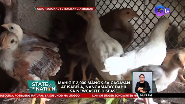 Mahigit 2,000 manok sa Cagayan at Isabela, nangamatay dahil sa Newcastle Disease | SONA