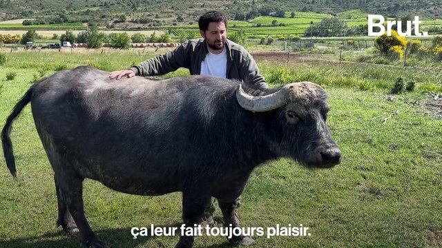 Ils ont quitté l’italie pour fabriquer de la mozza en France