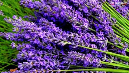 HUZURA DOGRU 20220722