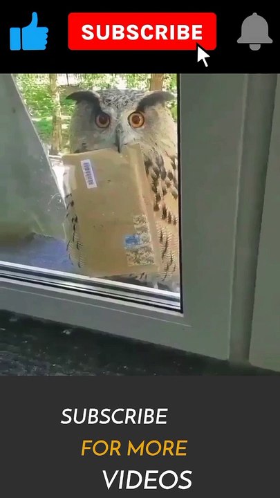 The owl