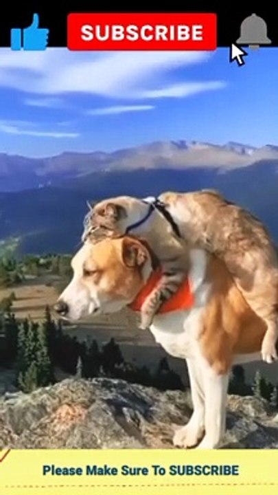 Funny cat #shorts #viral #funny #trending #pets