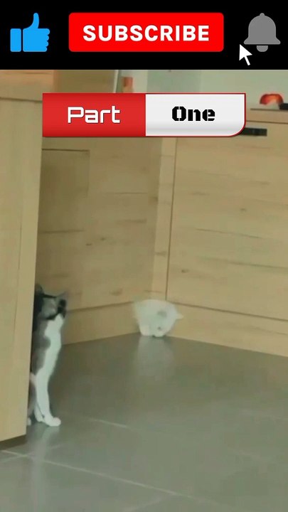 Catsfun#shorts #cat