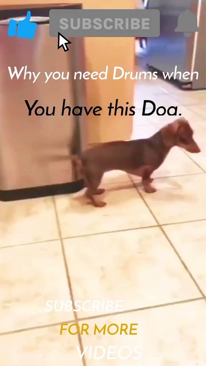 cats and dogs funny videos  cats and dogs funny videos try not to laugh  cats and dogs funny videos shorts  cats and dogs fu