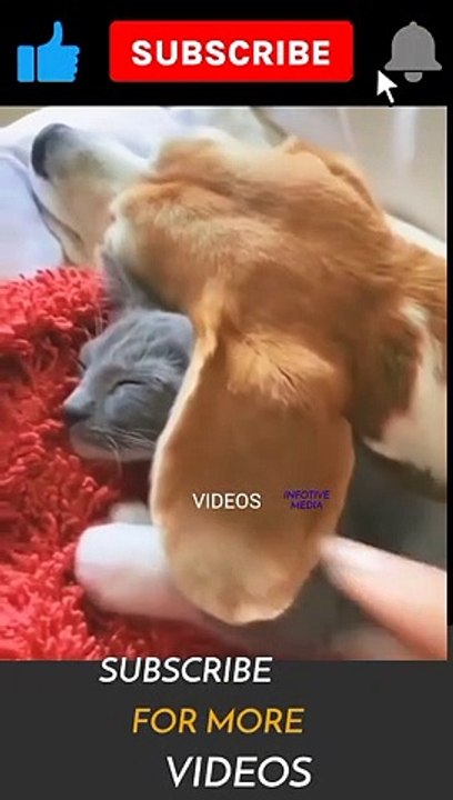 Cats videos #shorts #viral #trending