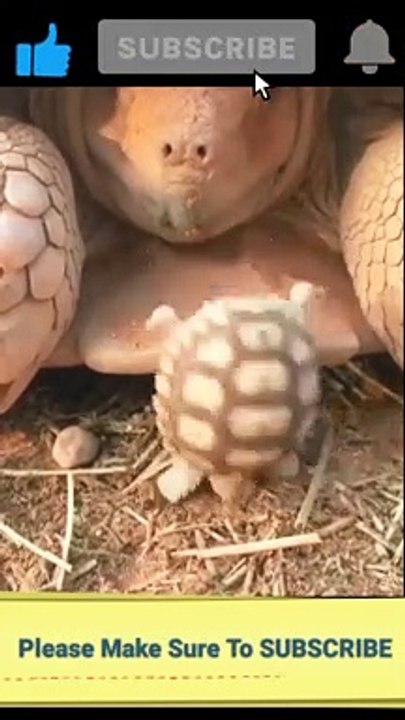 Animal video