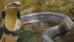 Le nombre de morsures de serpents exotiques en hausse au Royaume-Uni