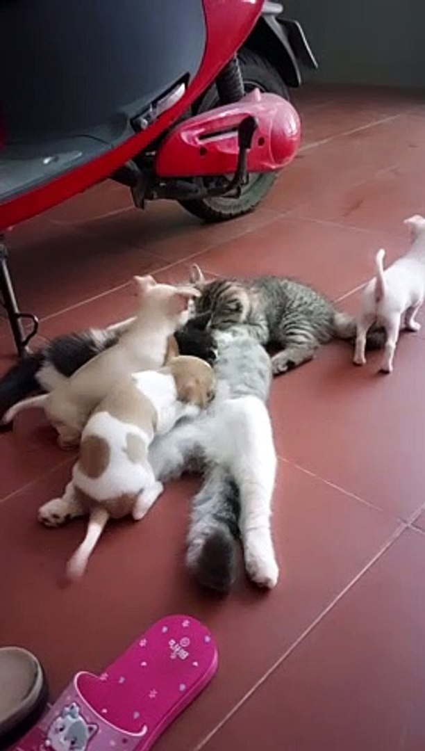 ⁣Mother Cat Takes Care of Kittens and Puppies