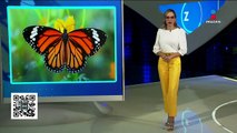 Mariposa monarca entre a la lista roja de especies amenazadas