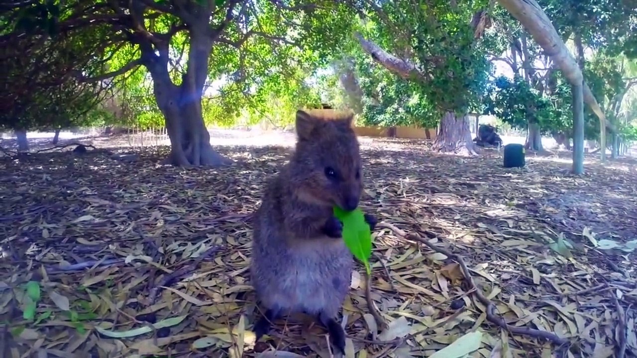 TOP 10 Animales que no Creerías 6º Parte
