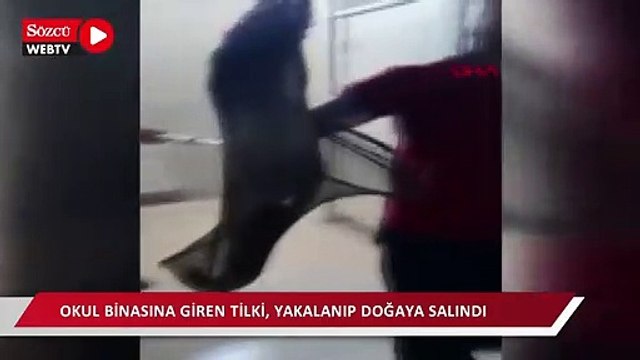 Okul binasına giren tilki, yakalanıp doğaya salındı