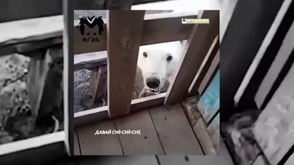 Urso-polar é socorrido após prender língua em lata de leite condensado