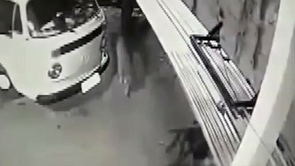 Onça se esconde em quintal de casa após ser surpreendida por cães