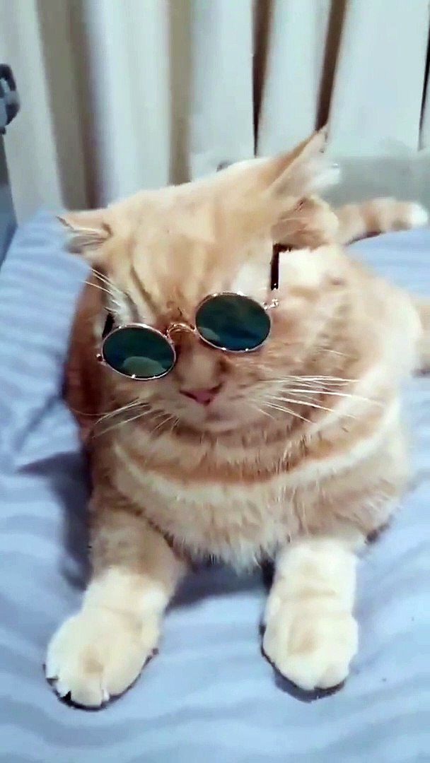 Cat funny video #cat video#cat funny#cat short#cat video Short