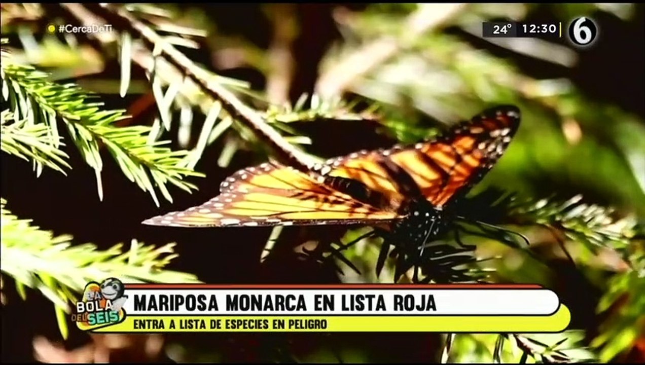 Mariposa Monarca entra en la lista de especies bajo amenaza de extinción