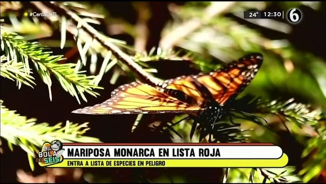 Mariposa Monarca entra en la lista de especies bajo amenaza de extinción