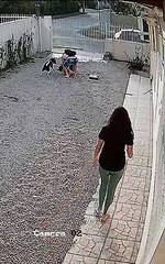 Guy Struggles to Separate Fighting Dogs