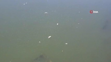 Çekya'da onlarca ton balık telef oldu