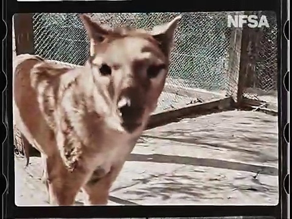 Tasmanian Tiger in Colour