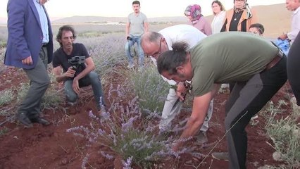 Download Video: KAHRAMANMARAŞ - Şarkıcı Kıraç, lavanta hasadına katıldı