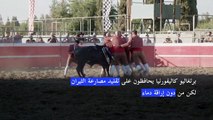 برتغاليو كاليفورنيا يحافظون على تقليد مصارعة الثيران لكن من دون إراقة دماء