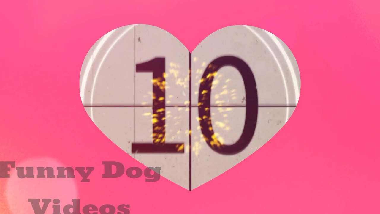Funny  dog videos