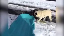 Chiens les plus drôles jouant dans la neige