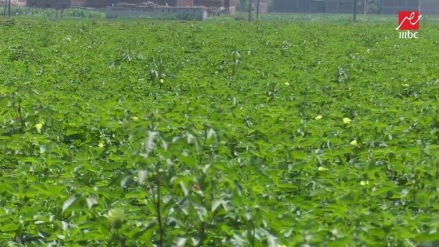 بعد نجاح منظومة تسويق القطن.. (الحكاية) يتابع إقبال الفلاحين على زراعة القطن بالشرقية