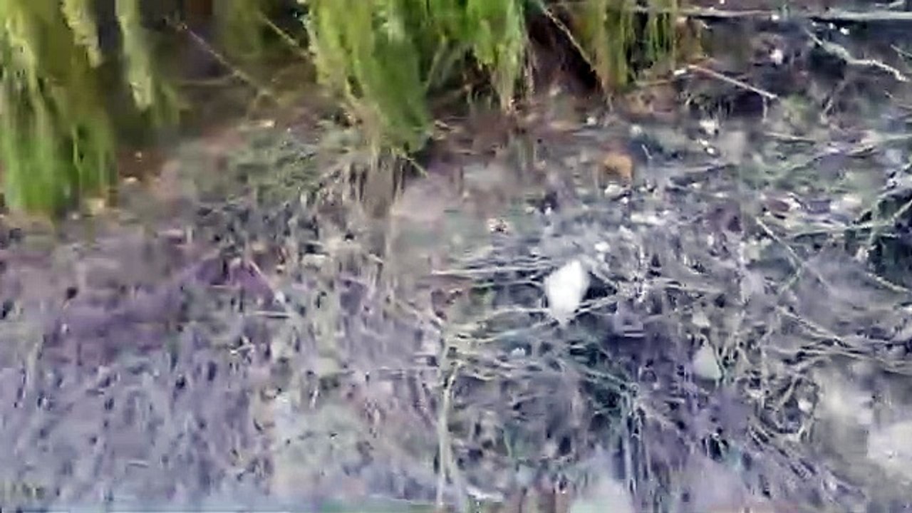 Camino peligroso para coger la guagua en el Porís de Abona