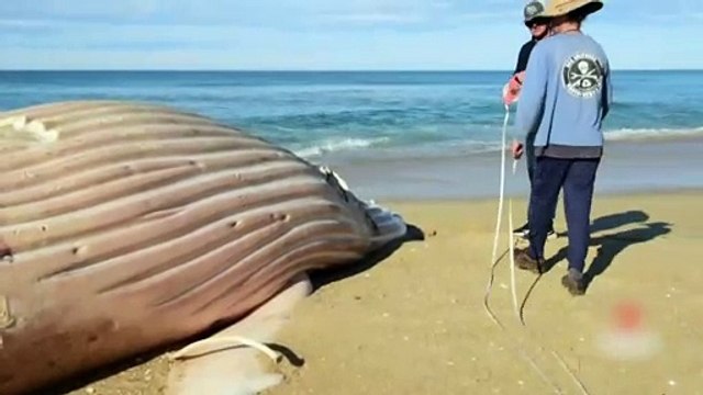 Baleia-jubarte branca extremamente rara é encontrada morta em praia