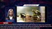 Salmonella Outbreak Affecting Kids Traced to Small Turtles Sold Online, CDC Investigation Find - 1br