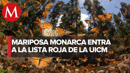 ¿Cómo puede impactar la desaparición de la Mariposa Monarca?