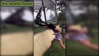 Spider monkeys pull girl by the hair at Mexican zoo