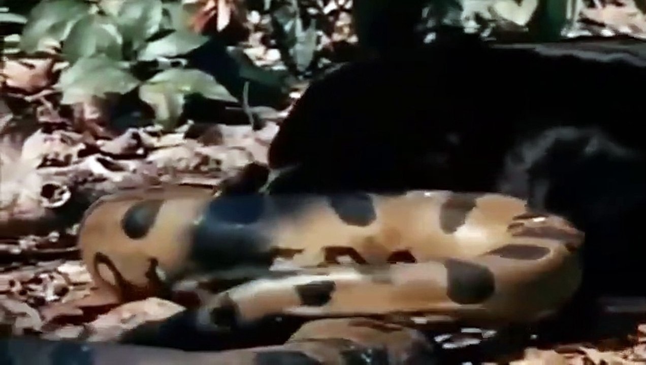 Big Cat Powerful Become Prey Of The Giant Anaconda ►Tiger, Leopard, Buffalo ... ►Wild Animal Attacks