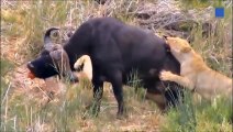 Buffalo Attacks Lion! Crazy Buffalo vs Lion Fight ►Animal Attack !