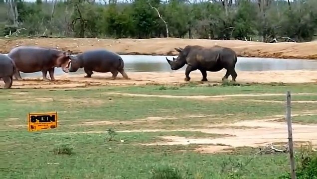 TERRIBLE POWER OF WIDE-MOUTHED HIPPO! ►Gnaw Lion, Crocodile, Knock Rhino, Wild Dogs, Hyena, Elephant