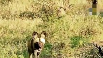 Wildebeest too Strong! Wildebeest Flings Lion to Escape ► Wildebeest Vs  Leopard, Wild Dogs, Hyena