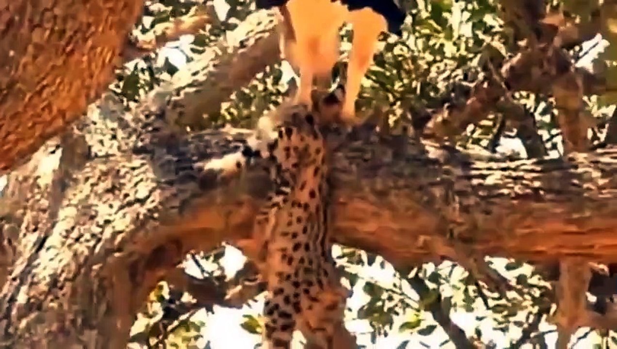 Killer Of The Sky! Eagles Paid A Heavy Price To Hunt Jaguars ►Wild Animals Attack