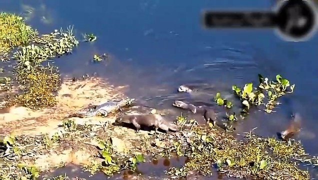 OMG ! Crocodiles At The Riverbank Are Stalking Lion, Leopard, Antelope, Python, Hippo When Hungry