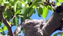 OMG ! Snake Climb Tree To Eat Baby Bird ►Mother Bird Attacks Leopard To Protect Chicks