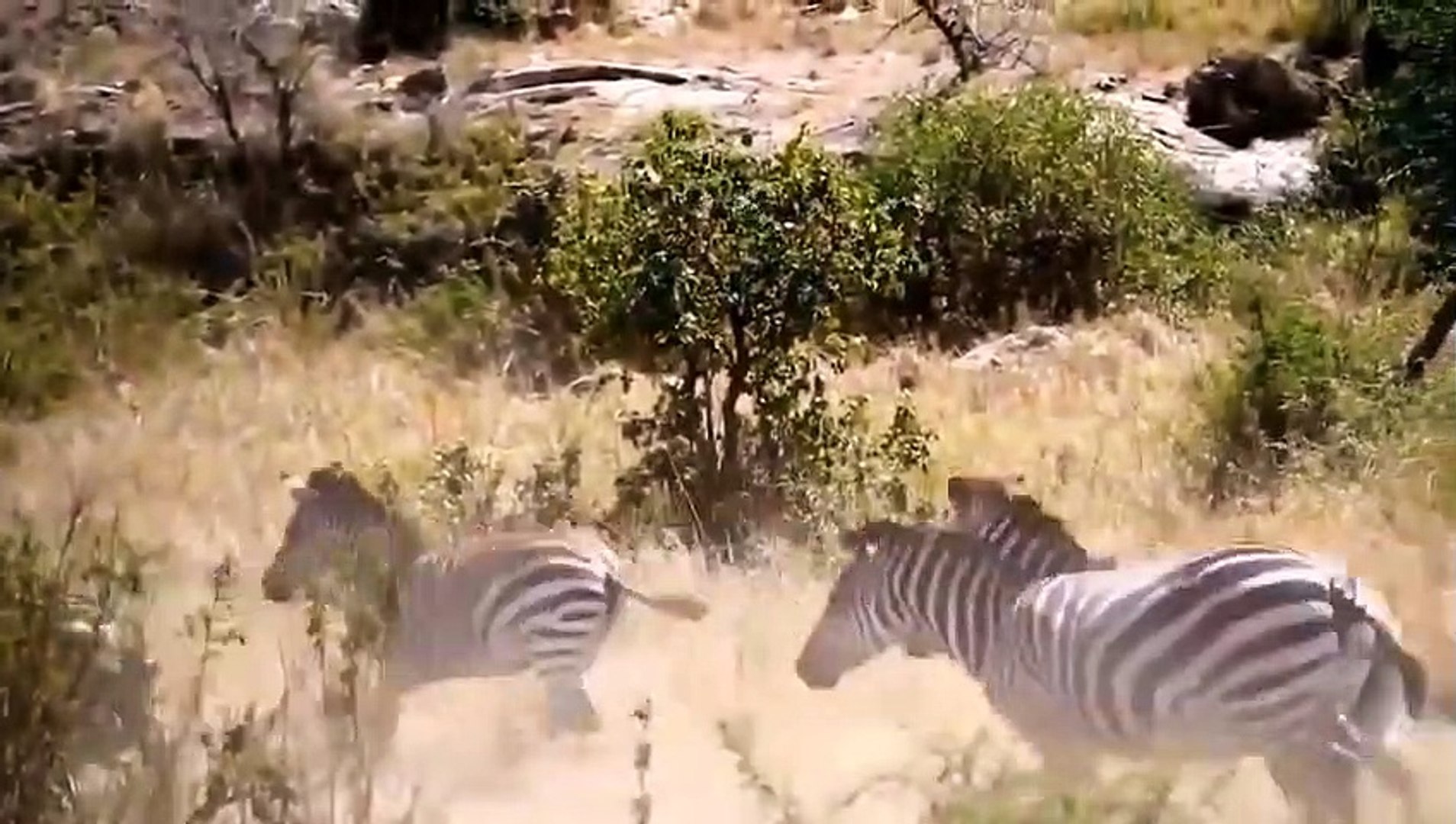 Top 5 Wilderness Battles Antelope vs Jaguar, Lion vs Zebra, Buffalo, Wildebeest, Elephant Vs Hyenas