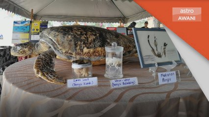 Kepupusan Penyu | Gangguan terhadap rantaian ekosistem laut