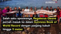 Mengenal Oarfish yang Sering Dikaitkan dengan Gempa Bumi