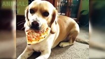 J'AIME QUE VOUS RIRE - Compilation drôle de chats et de chiens