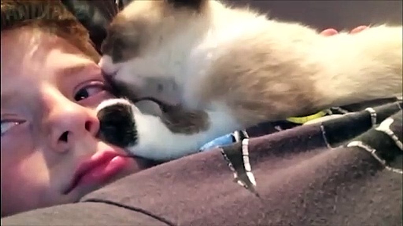 Difficile ESSAYEZ DE NE PAS RIRE Défi - FUNNIEST Animal Compilation
