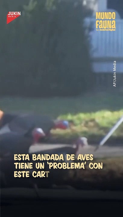 Estos furiosos pavos impiden que un cartero realice su trabajo