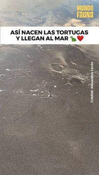 Tortugas bebés dan sus primeros pasos hacia el mar